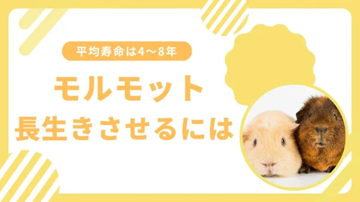 モルモットの寿命はどれくらい？　長生きするために必要なケアを解説