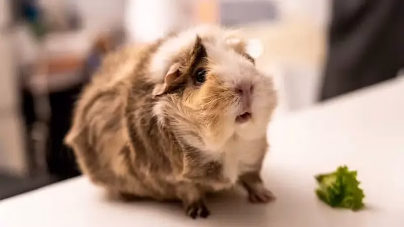モルモット