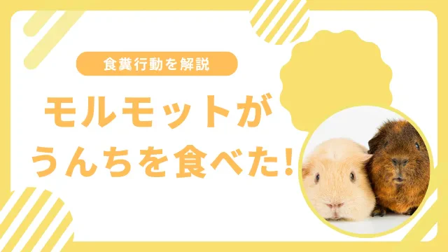 モルモットがうんちを食べる理由とは？健康を支える大切な行動