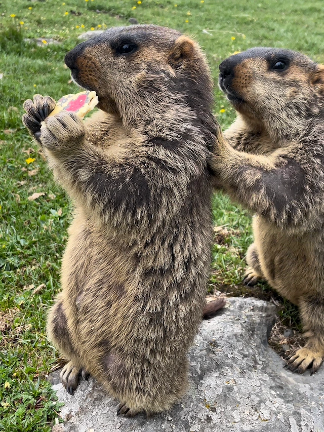 ２匹のヒマラヤマーモット