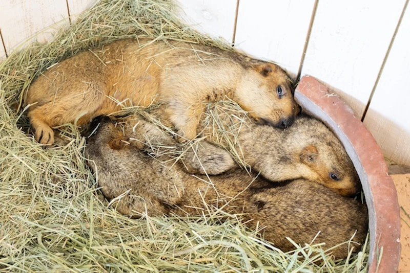 左上がキャラメル、右下がコロネ