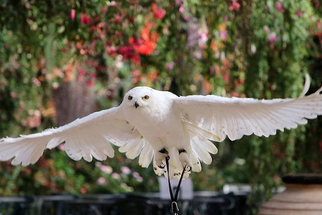 富士花鳥園、1月14日より休園決定。新しい形を模索へのサムネイル画像