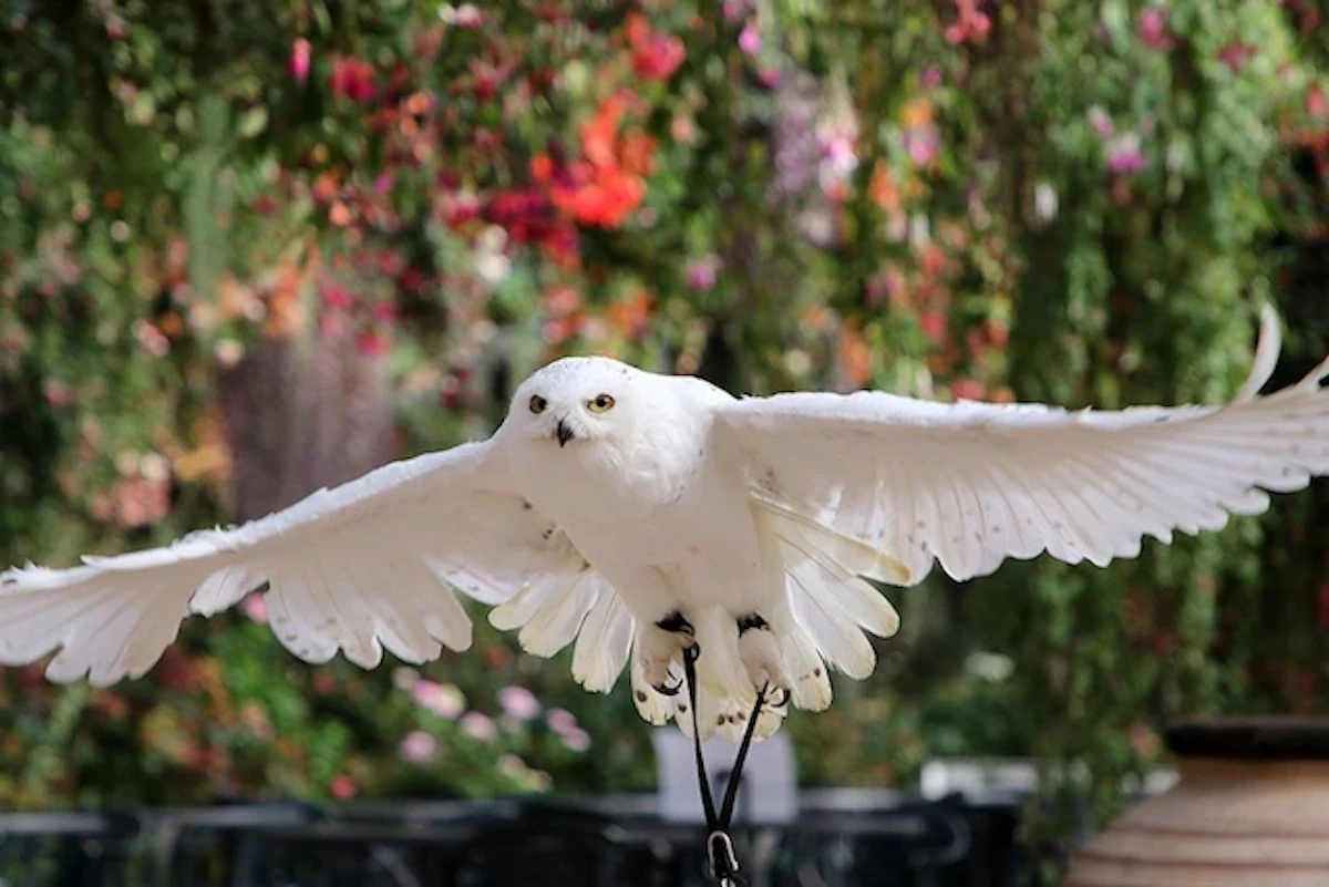 富士花鳥園、1月14日より休園決定。新しい形を模索へ
