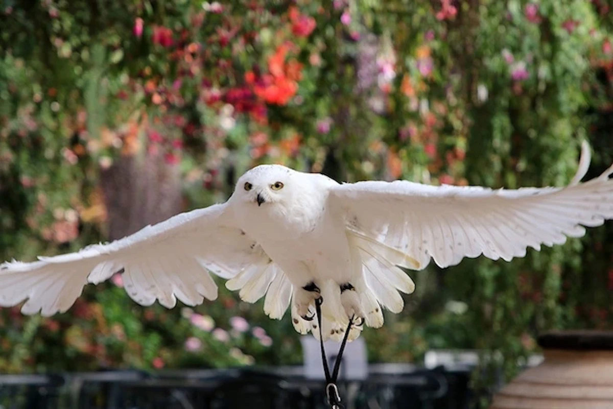 富士花鳥園、1月14日より休園決定。新しい形を模索へのサムネイル画像
