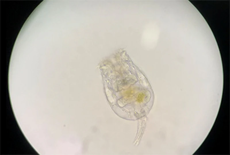 シオミズツボワムシ(拡大)