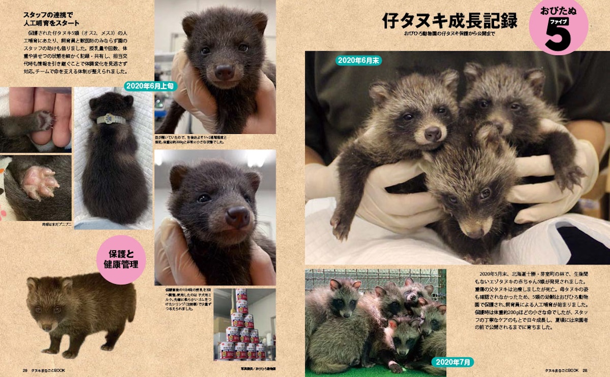 タヌキまるごと図鑑 タヌキの生態や魅力を解説！『タヌキまるごとBOOK』が発売｜Minima