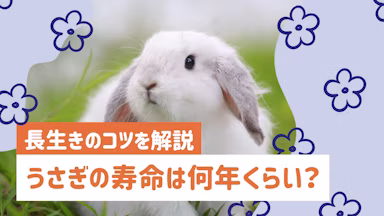 うさぎの寿命は何年?長生きのコツと年齢別の飼育ポイントを詳しく解説のサムネイル画像