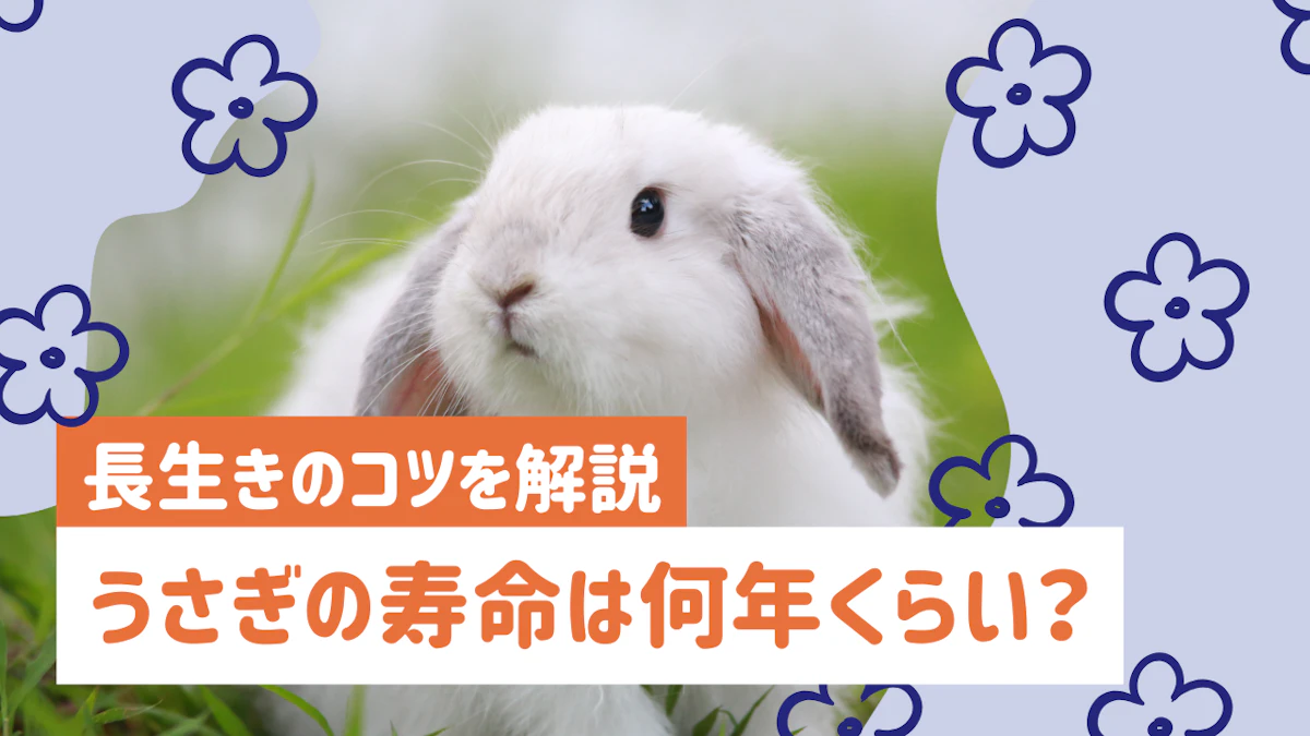 うさぎの寿命は何年？長生きのコツと年齢別の飼育ポイントを詳しく解説のサムネイル画像