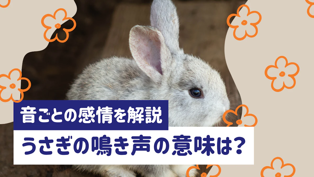 うさぎの鳴き声の意味とは？音ごとの感情表現と対処法を解説のサムネイル画像
