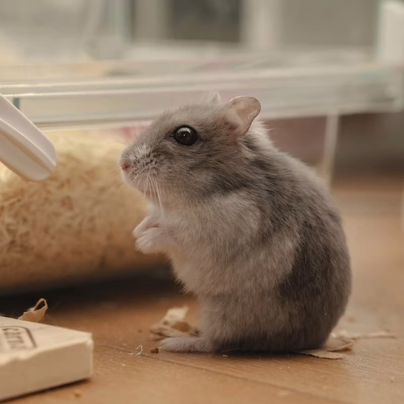グレーのハムスター