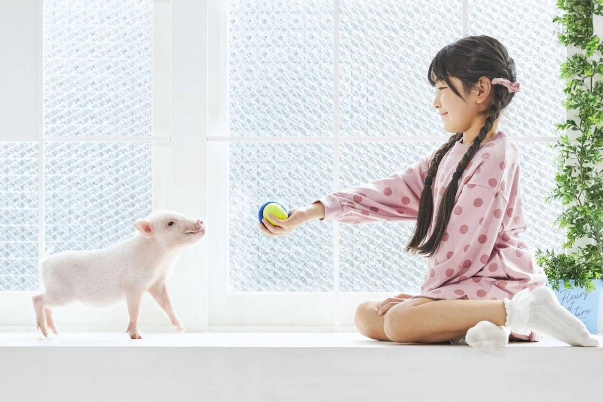 マイクロブタとふれあえるmipig cafe、関東に新たに3店舗オープンへ