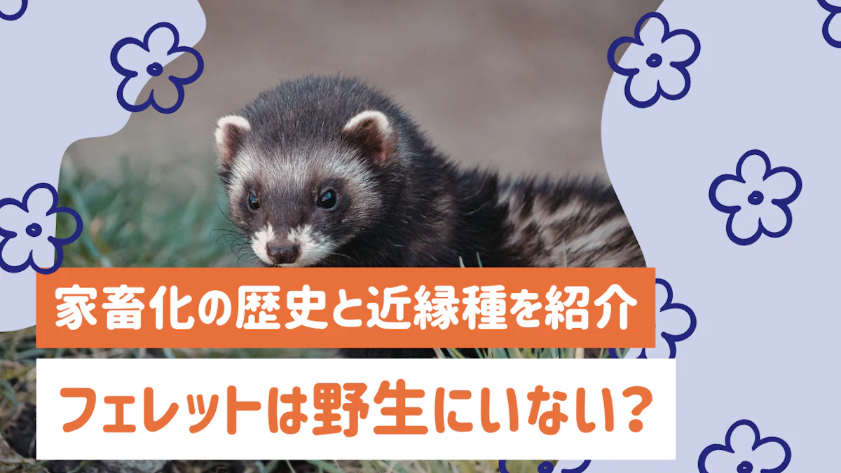 フェレットは野生にいない？家畜化の歴史と近縁種を詳しく紹介