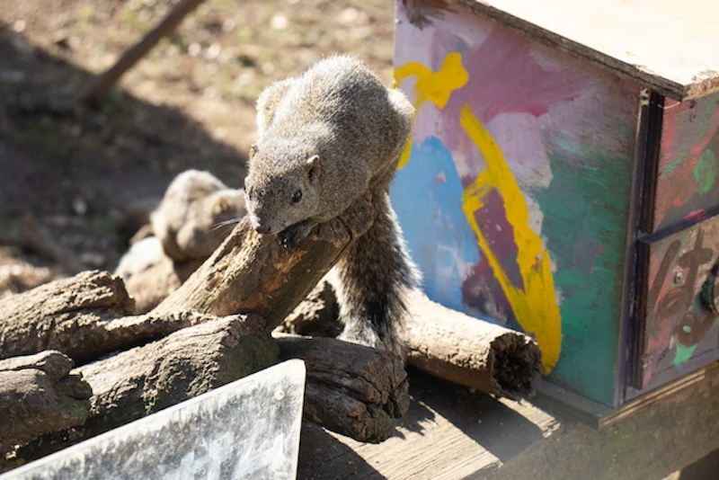 構えているタイワンリス