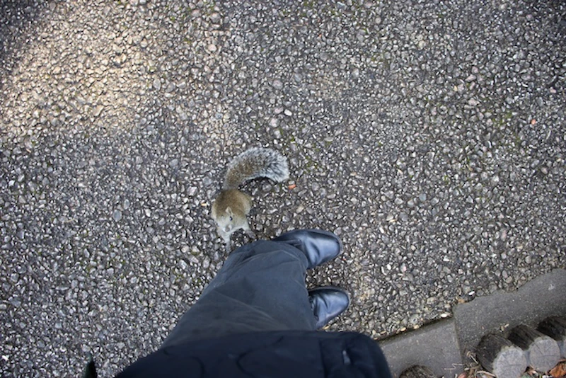 筆者を見上げるタイワンリス