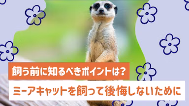 ミーアキャットを飼って後悔する人って？飼う前に知るべきポイントのサムネイル画像
