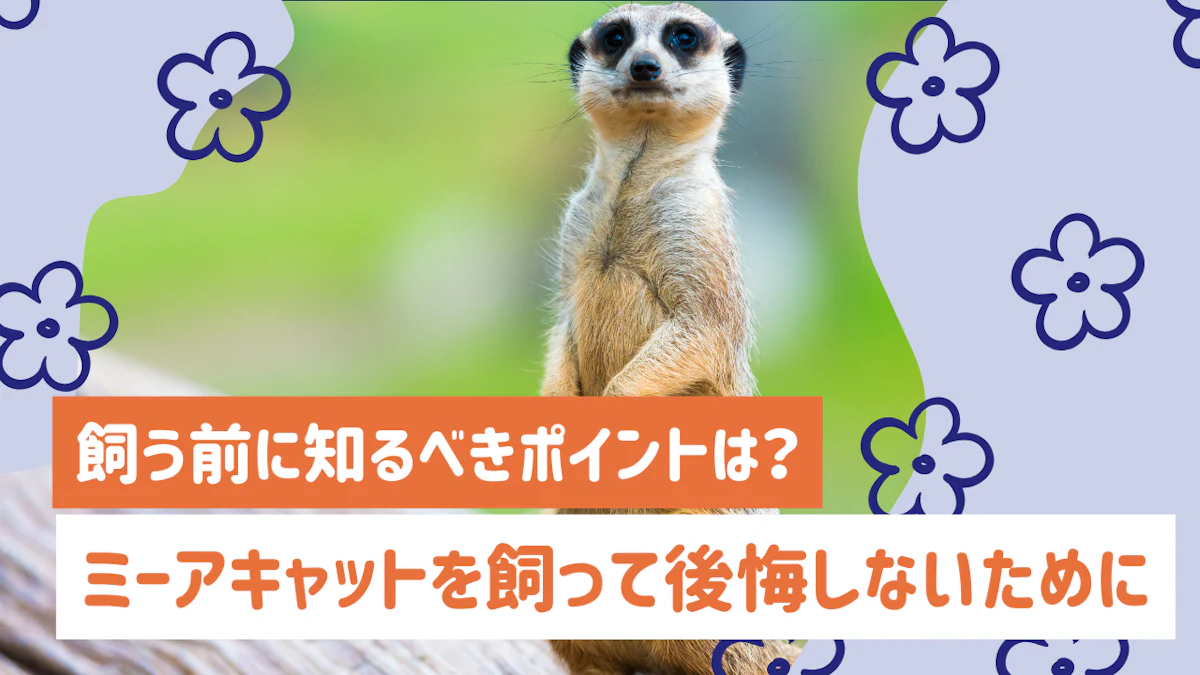 ミーアキャットを飼って後悔する人って？飼う前に知るべきポイント