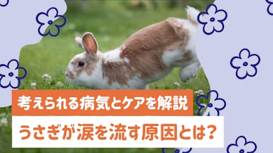 うさぎが涙を流す原因とは？考えられる5つの病気と自宅でできるケアを解説のサムネイル画像