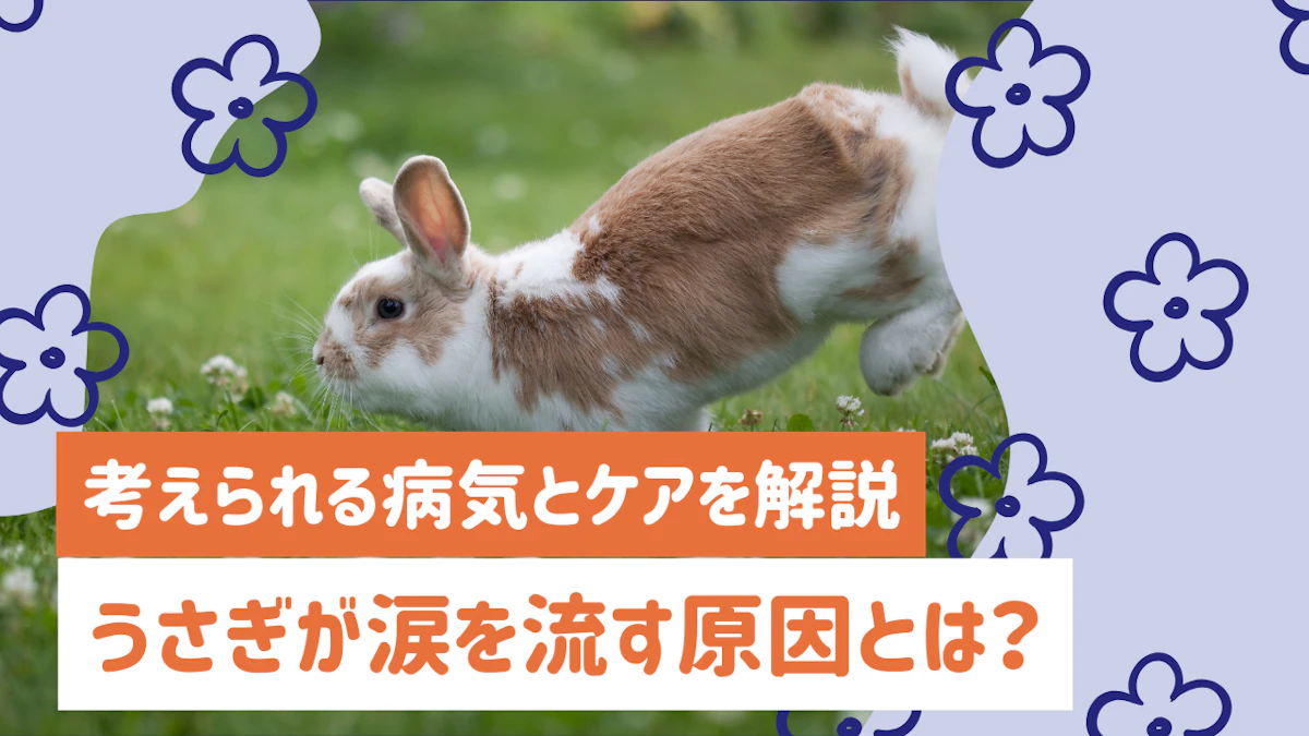 うさぎが涙を流す原因とは？考えられる5つの病気と自宅でできるケアを解説のサムネイル画像