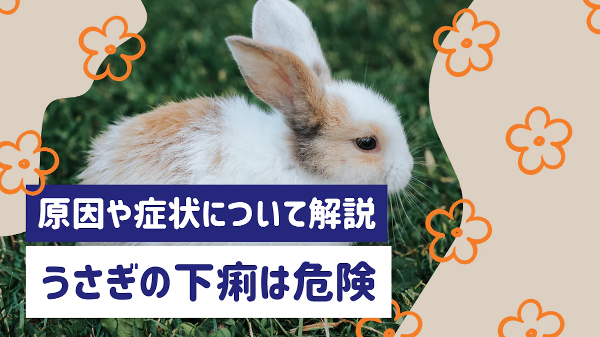 うさぎの下痢は危険！原因や症状、対処法から盲腸便との見分け方まで解説