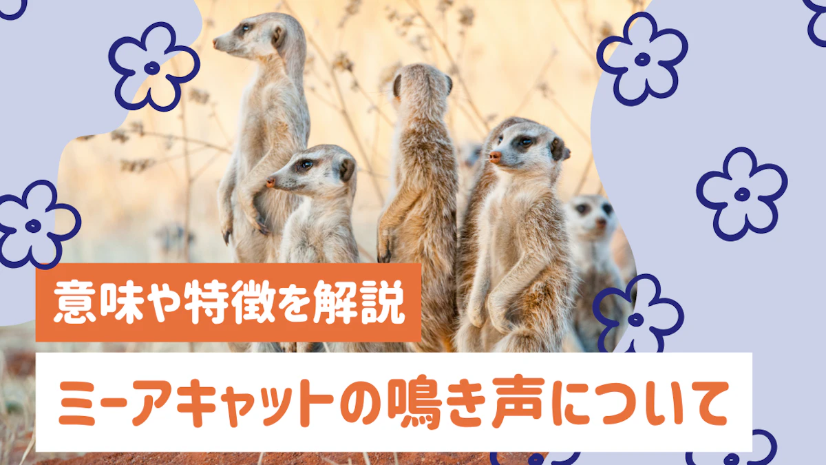 ミーアキャットの鳴き声は何種類？意味や特徴、ペットとして飼う際の注意点を解説のサムネイル画像