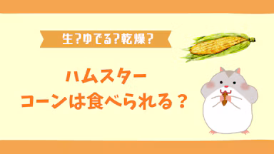 ハムスターはとうもろこしを食べる?生か茹でるか正しい与え方を解説のサムネイル画像