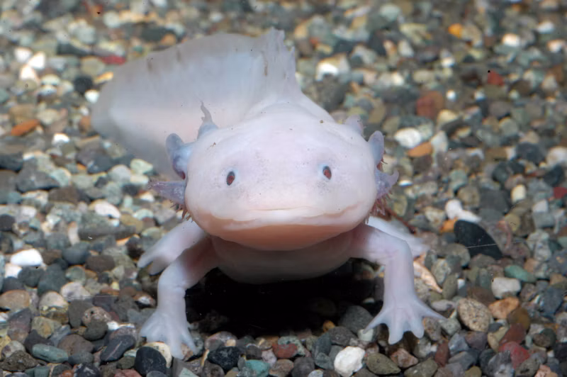 ウーパールーパー（メキシコサラマンダー）