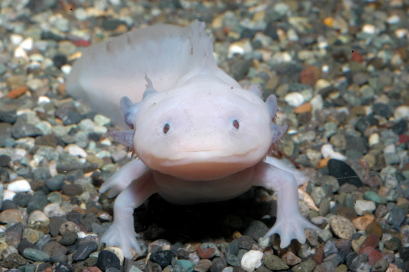 ウーパールーパー（メキシコサラマンダー）