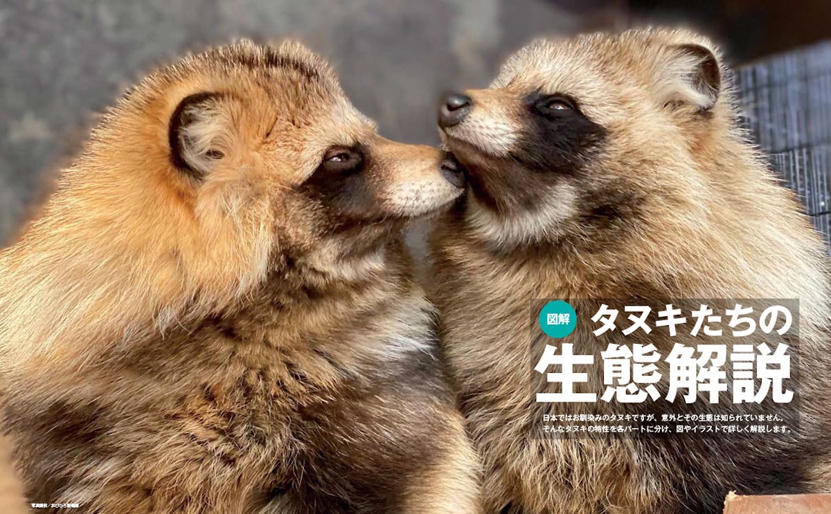 タヌキの生態や魅力を解説！『タヌキまるごとBOOK』が発売｜Minima