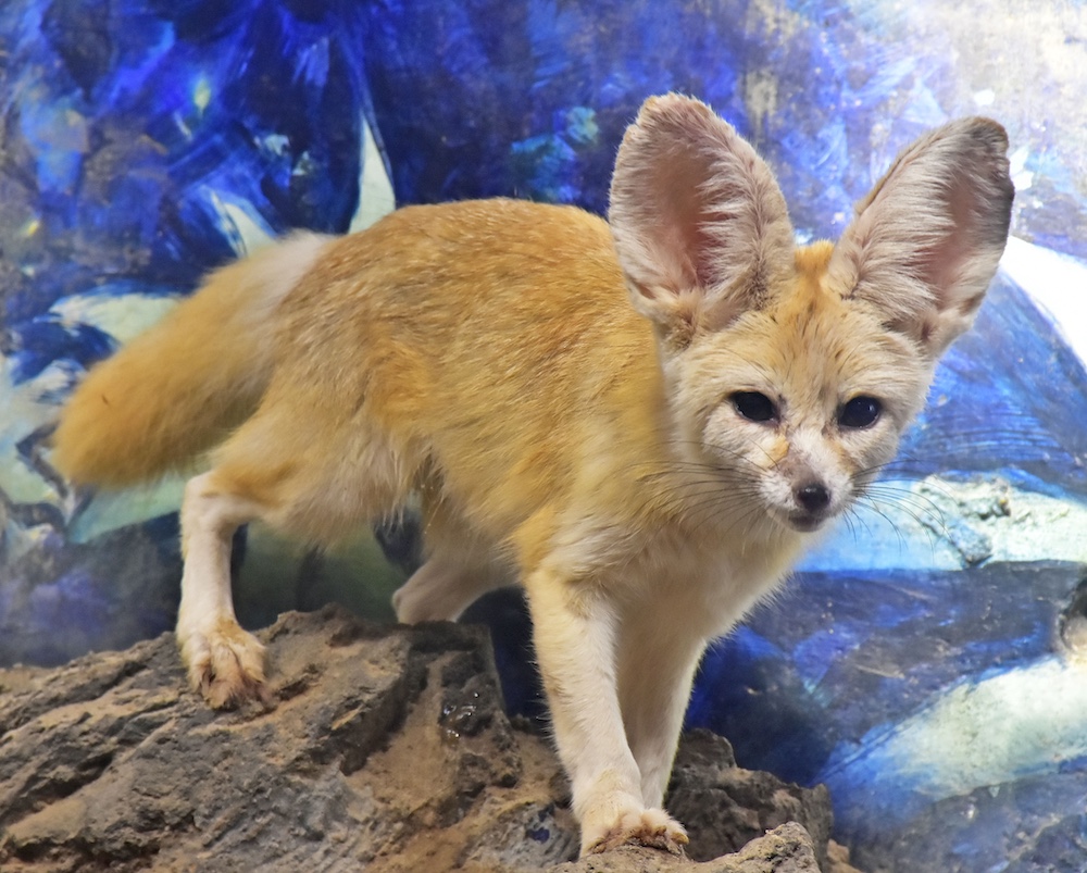 世界最小のキツネ「フェネック」の3つ子が誕生！アニタッチ MARK IS