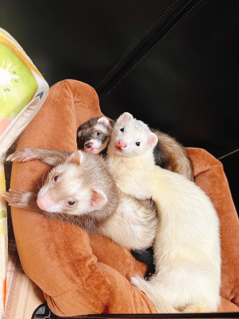 3匹のフェレット