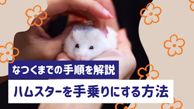 ハムスターを手乗りにする方法|なつくまでの手順と期間をわかりやすく解説のサムネイル画像