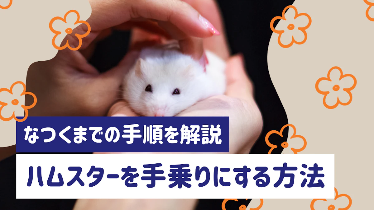 ハムスターを手乗りにする方法｜なつくまでの手順と期間をわかりやすく解説