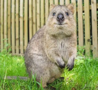 クオッカ