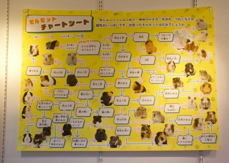モルモットチャートシート
