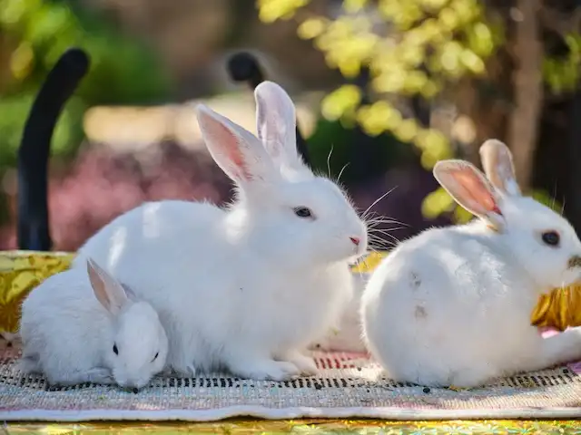 3匹のうさぎ