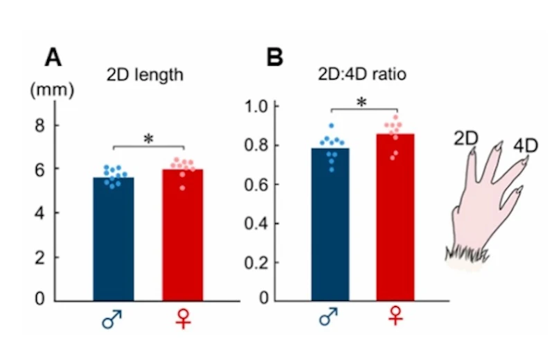 図2. 指の長さにおける性差  （A）第 2指長（2D）の性差。オスはメスと比較して第2指が第4指に比べて短いことが示されました。   （B）2D:4D比への影響。オスは第2指が短いため、より低い2D:4D比を示しました。