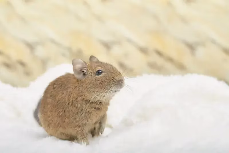 おっとりしたデグー