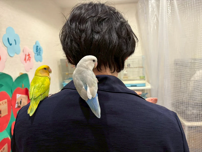 鳥たちは肩にも乗る