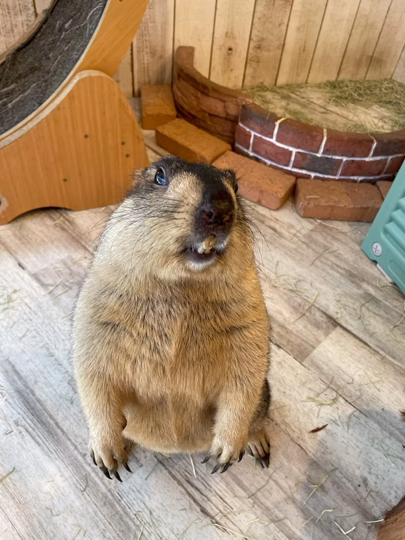 ビスケ