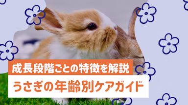 うさぎの年齢別ケアガイド｜幼齢期からシニア期まで成長段階ごとの特徴を解説のサムネイル画像