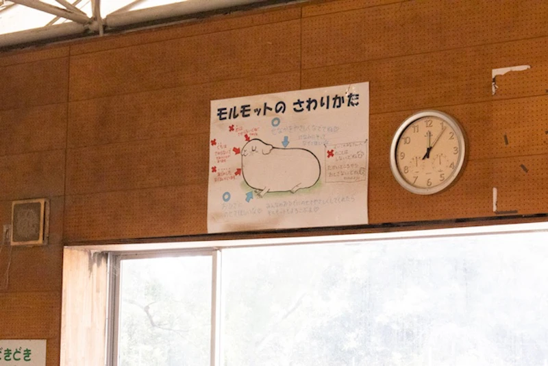 モルモットのさわりかた