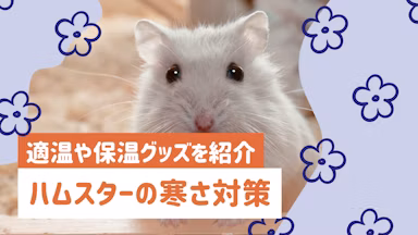 ハムスターの寒さ対策マニュアル｜適温や保温グッズ、疑似冬眠の予防法まで解説のサムネイル画像