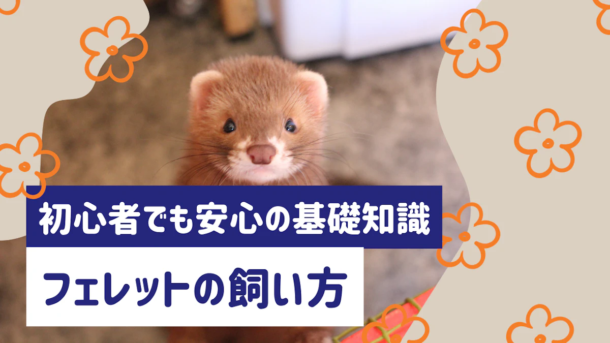 フェレットの飼い方マニュアル｜初心者でも安心の基礎知識から健康管理までのサムネイル画像