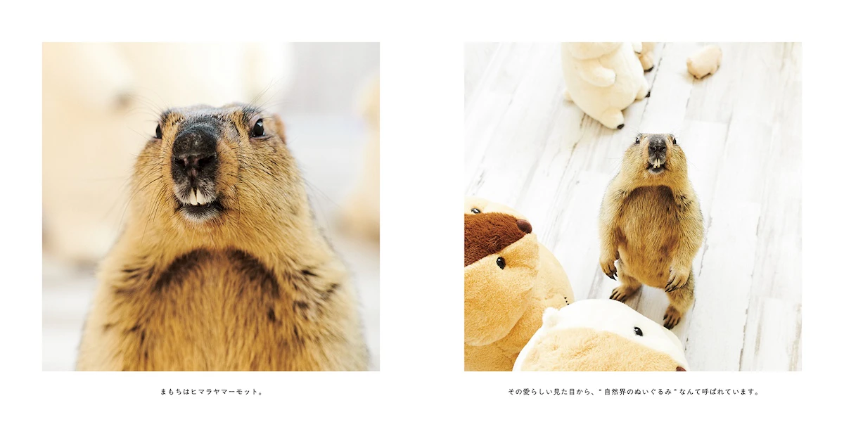 まもち