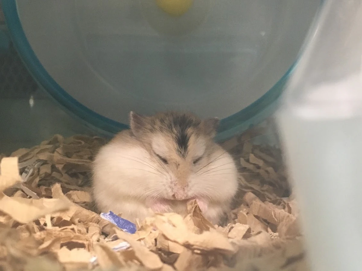 よっちゃん（飯田橋）