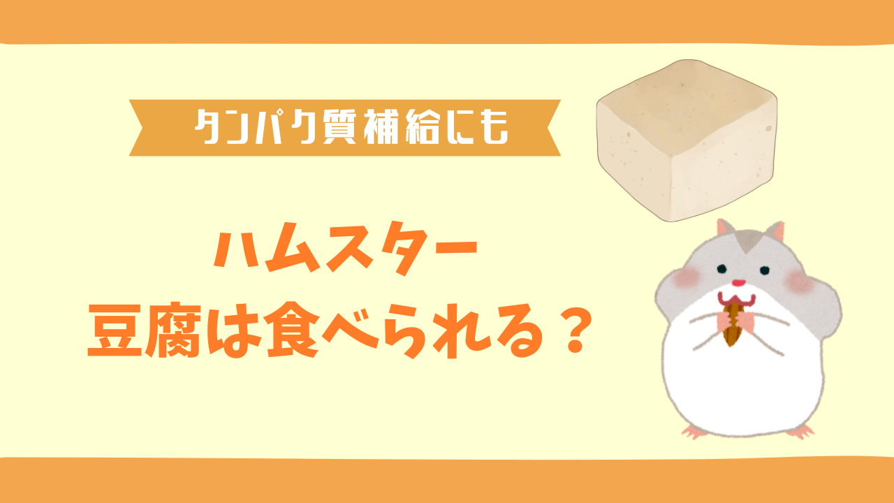 ハムスターは豆腐を食べられる？タンパク質のメリットと注意点を解説