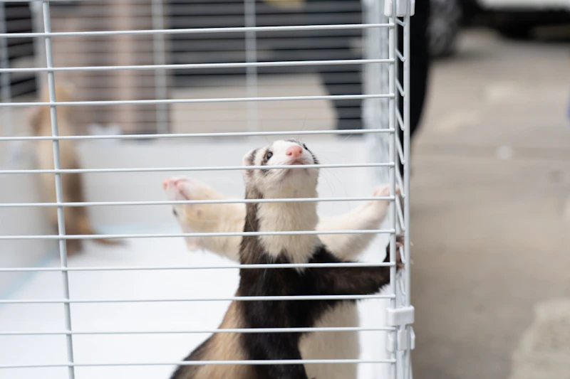 フェレットが入った様子３