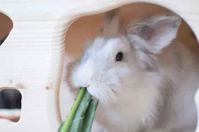 葉っぱを食べるうさぎ
