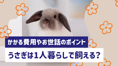 一人暮らしでうさぎを飼うには？かかる費用やお世話のポイントを解説のサムネイル画像
