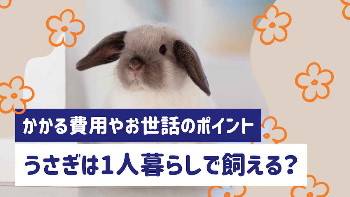 一人暮らしでうさぎを飼うには？かかる費用やお世話のポイントを解説
